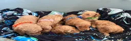 Cockapoo dogs for sale: Health tested 4 red F1b cockapoo  - Advert 6