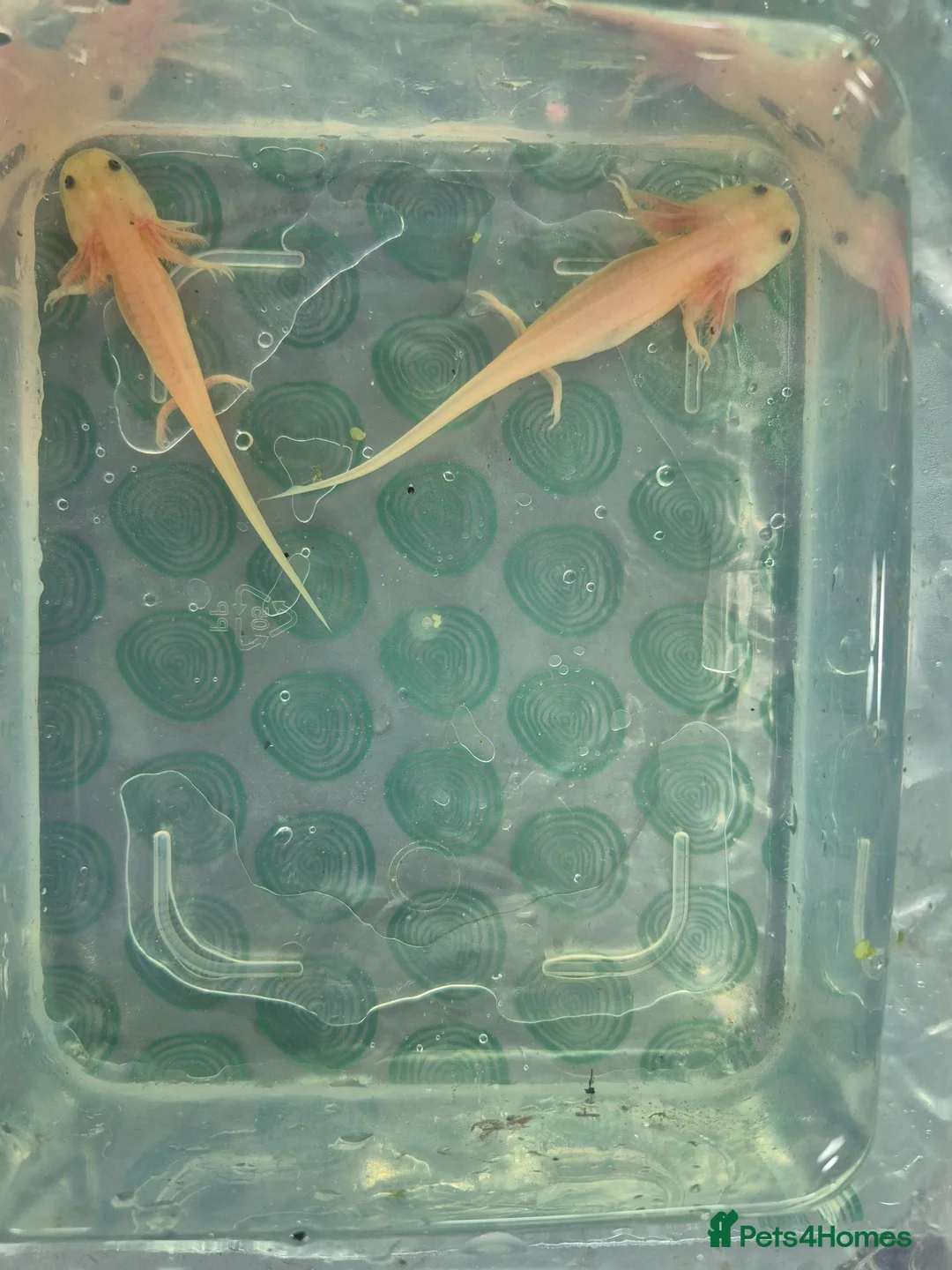 Axolotl reptiles for sale: Range of baby axolotls, hets known - Advert 1