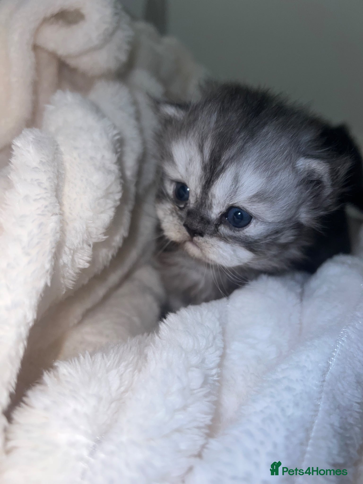 Persian cats Pure persion kittens - Advert 5