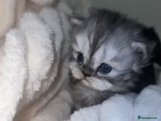 Persian cats Pure persion kittens - Advert 5