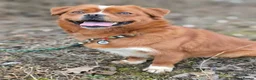 Mixed Breed dogs for adoption: 💙🐶 BONIK – TWO PERSONALITIES IN ONE LITTLE BODY in Burton-on-Trent - Advert 3
