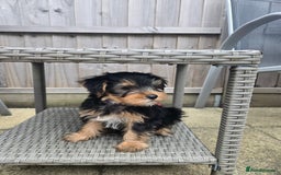 Yorkshire Terrier dogs for sale: Yorkshire Terrier for sale - Image 4