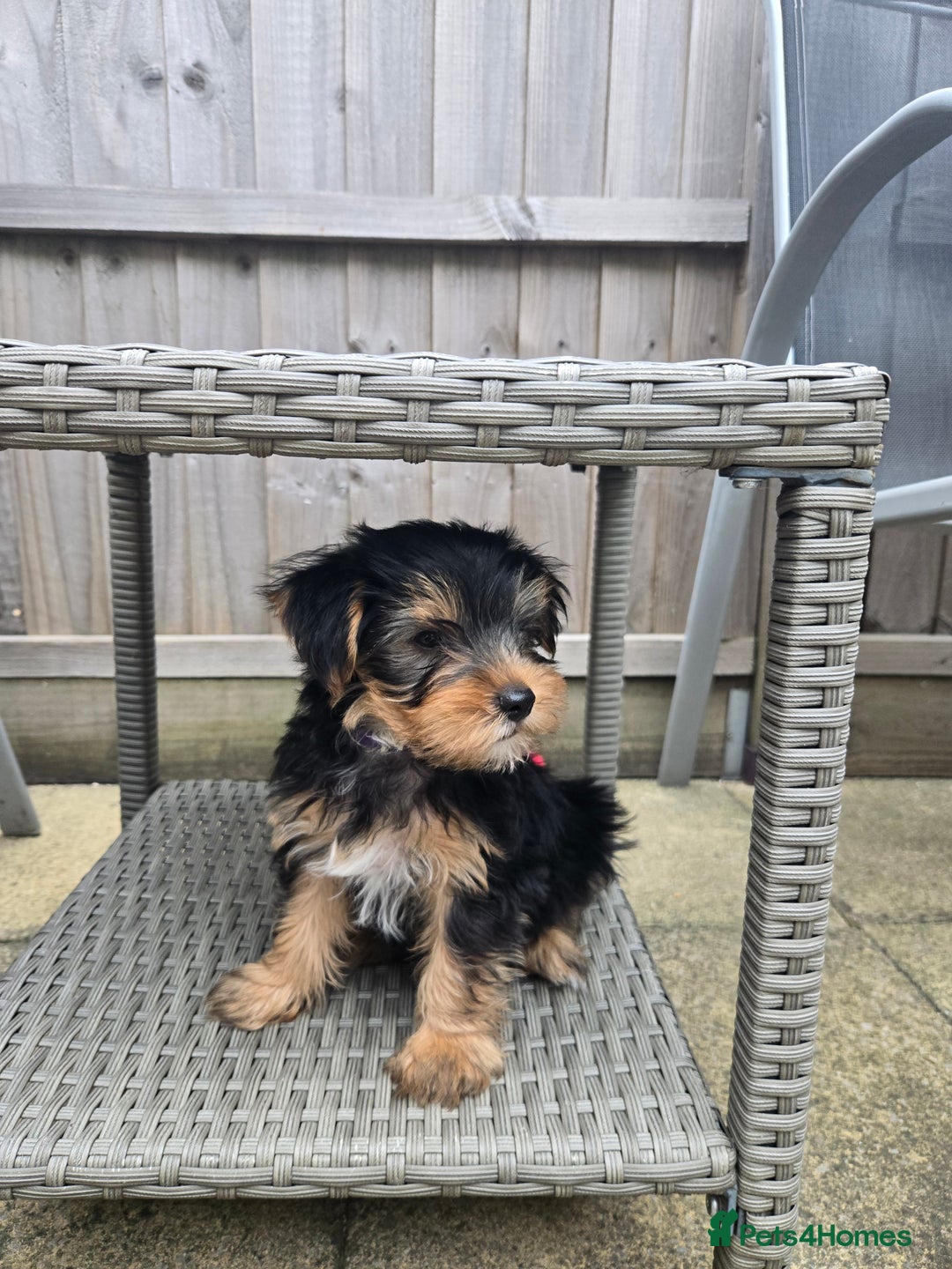 Yorkshire Terrier dogs for sale: Yorkshire Terrier for sale - Image 4