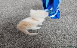 Scottish Fold cats for sale: Bundle of 11 Scottish fold Straight Ears Kittens - Image 8