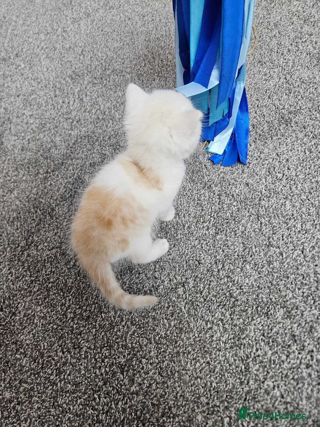 Scottish Fold cats for sale: Bundle of 11 Scottish fold Straight Ears Kittens - Image 8