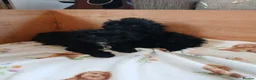 Cavapoo dogs for sale: Cavapoo Puppies **2 AVAILABLE** - Advert 5
