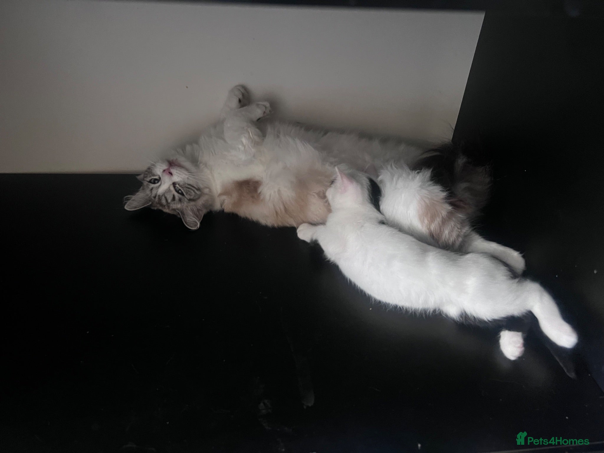 Domestic Shorthair cats Young black and white domestic kitten  - Advert 2