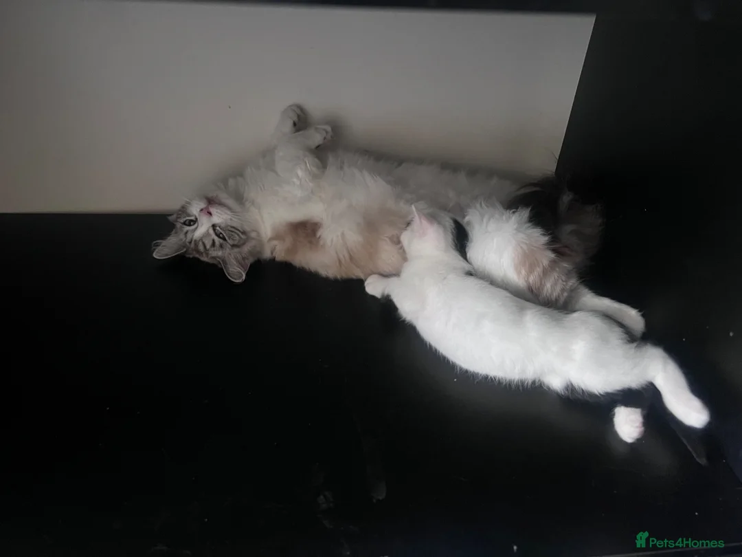 Domestic Shorthair cats for sale: Young black and white domestic kitten  - Advert 1