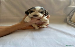 Cocker Spaniel dogs for sale: Cocker spaniel pups - Image 21