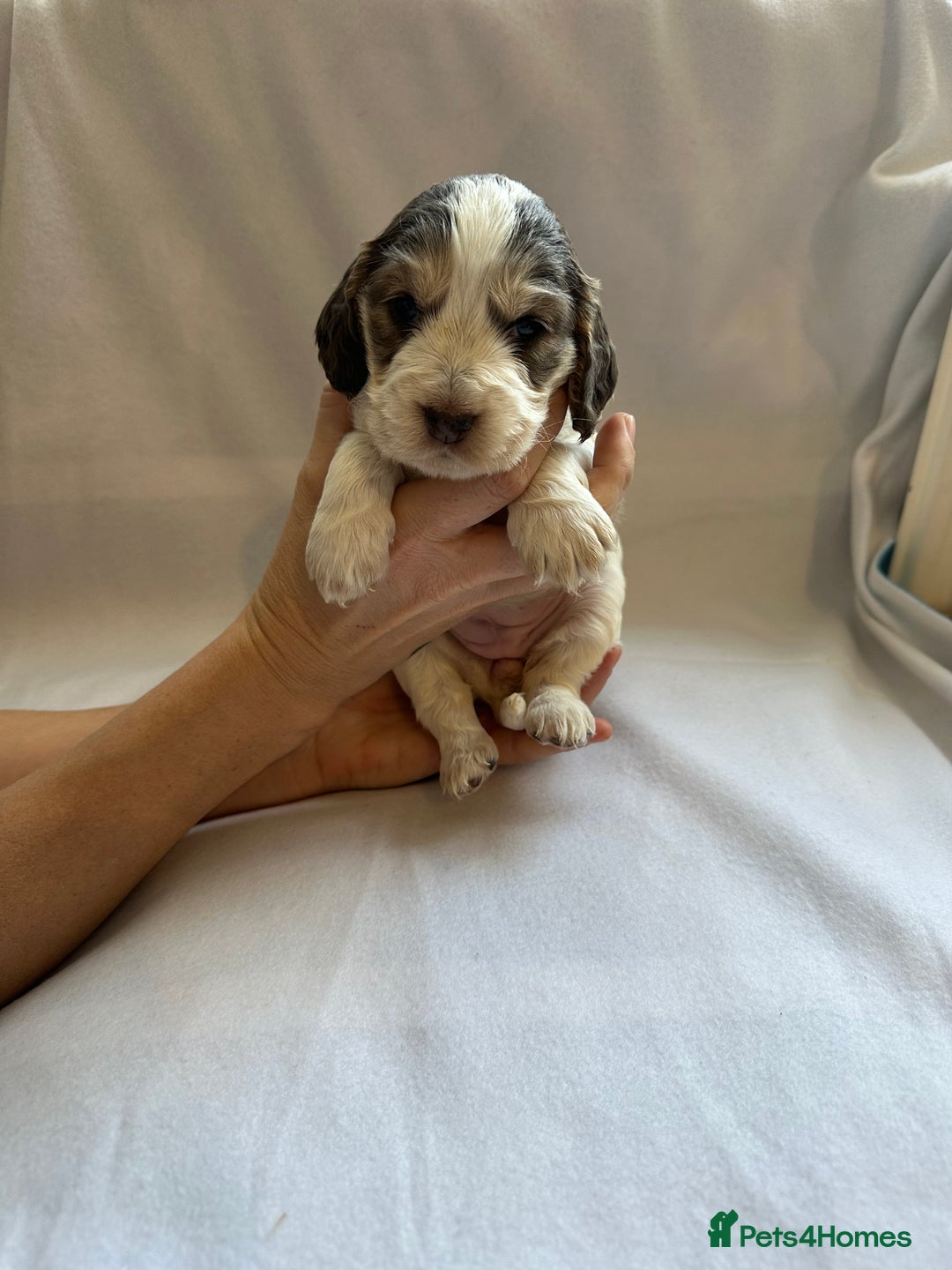 Cocker Spaniel dogs for sale: Cocker spaniel pups - Image 21
