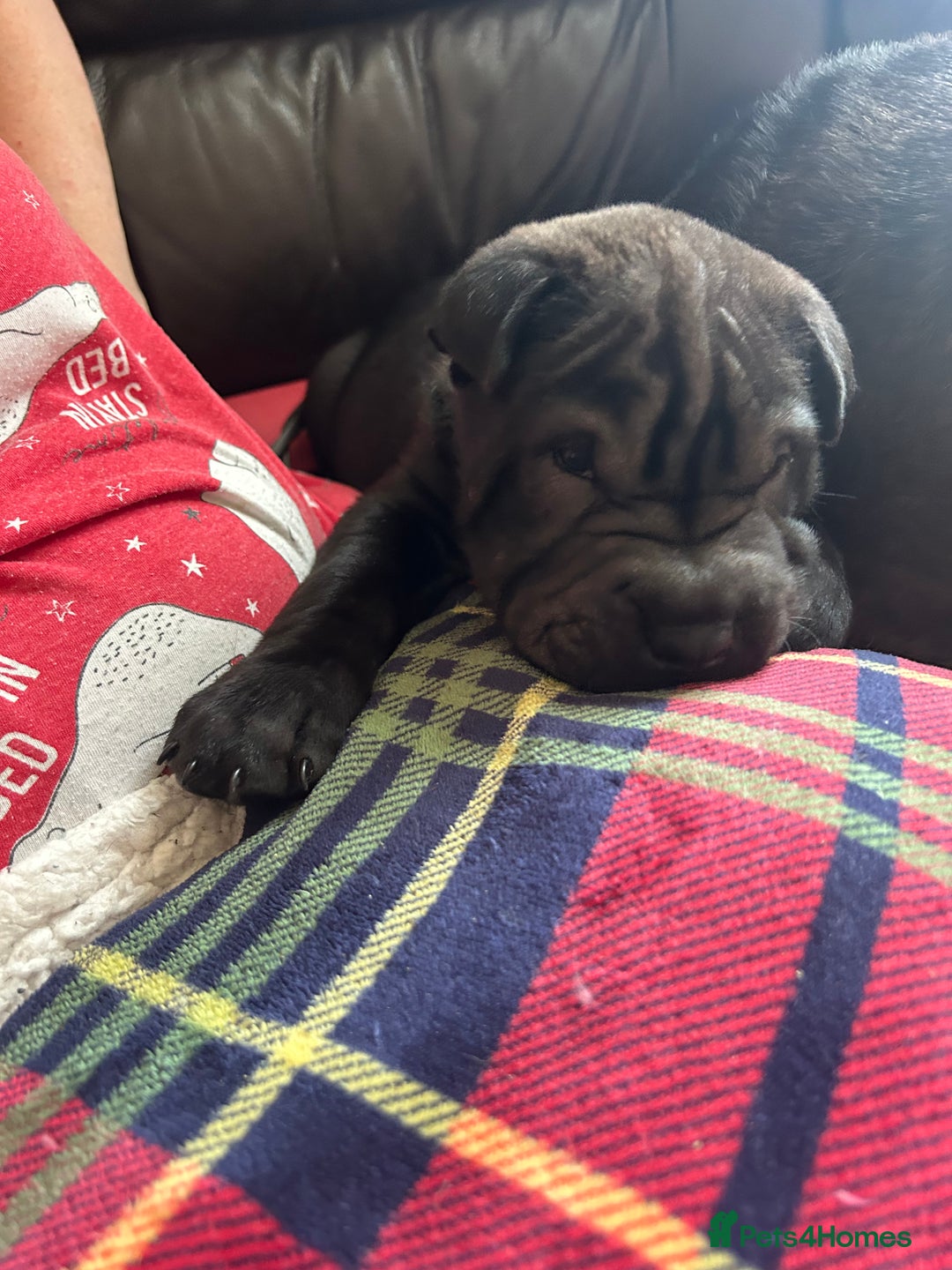 Shar Pei dogs for sale: 2 females 3 males Shar pei pups - Image 37