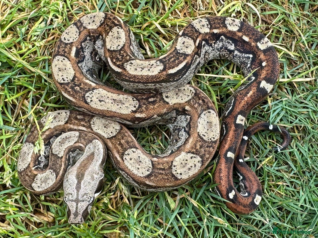 Boa Snake reptiles for sale: Baby Boa Morphs FOR SALE - Image 4