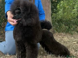 Toy Poodle dogs Show toy poodle - Advert 7