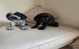 Cocker Spaniel dogs for sale: blue roam cocker spaniels - Image 2
