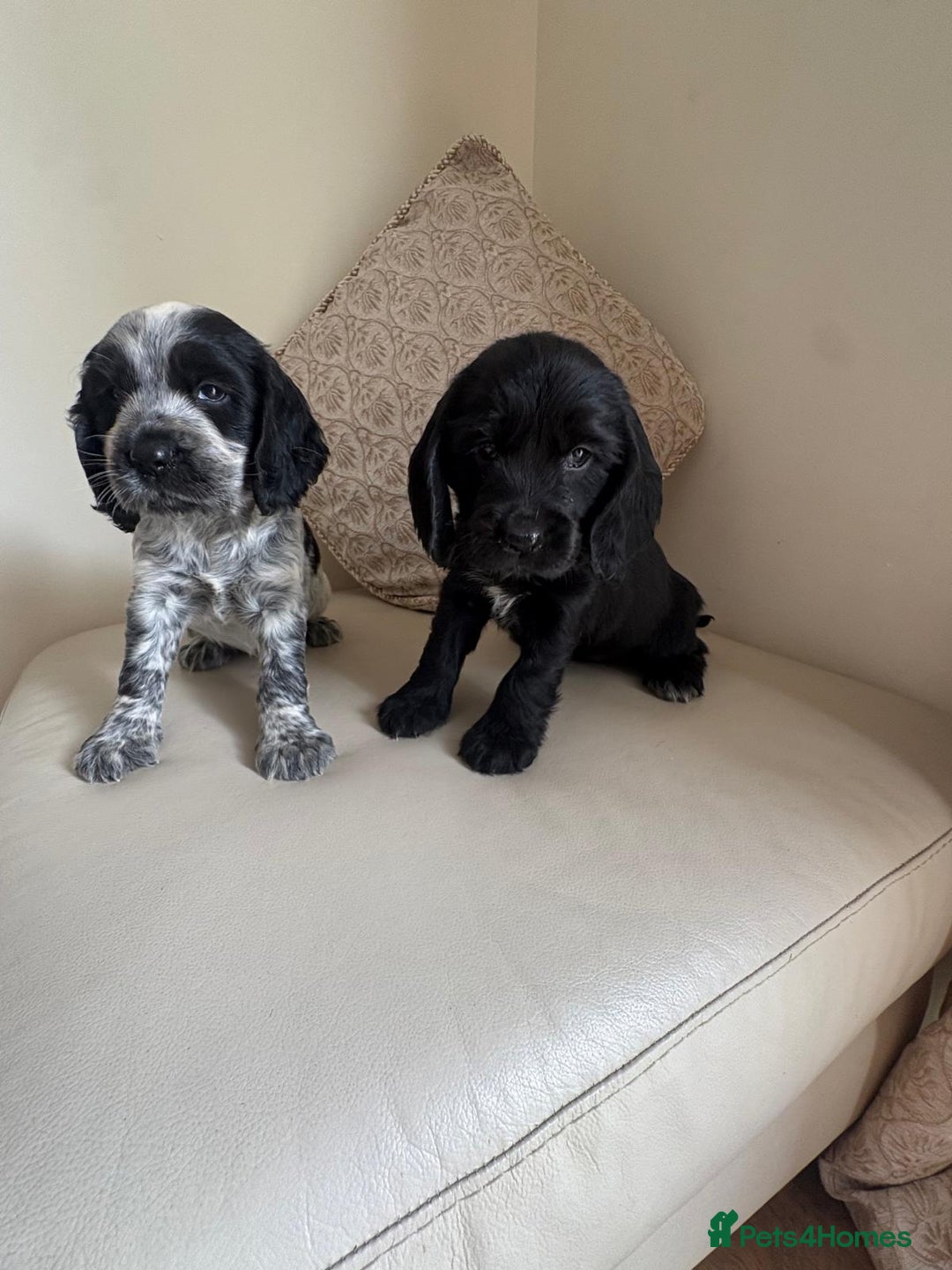 Cocker Spaniel dogs for sale: blue roam cocker spaniels - Image 2