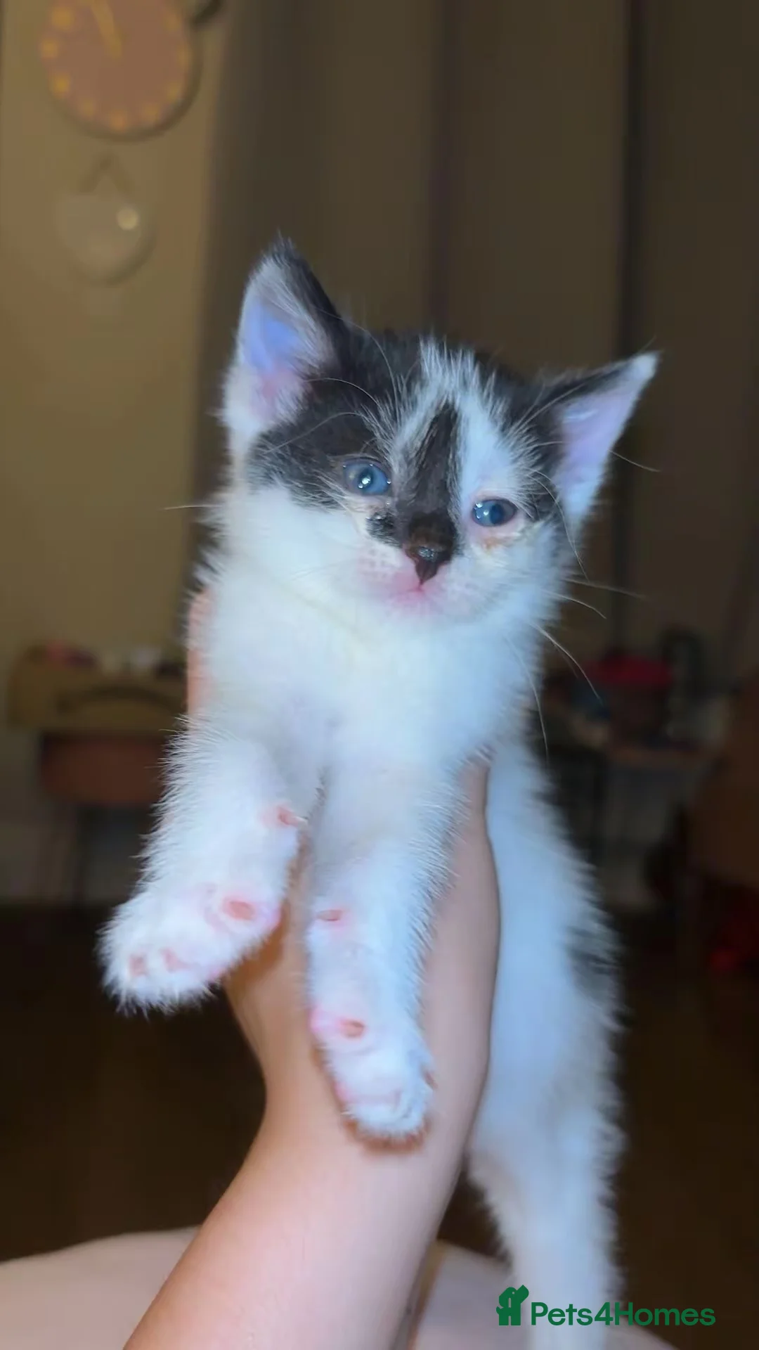 British Shorthair cats for sale: 2 kittens for sale - Advert 2