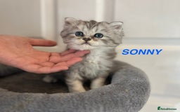 Persian cats for sale: **LAST ONE** Stunning pure Persian Kittens PKD Neg - Image 16