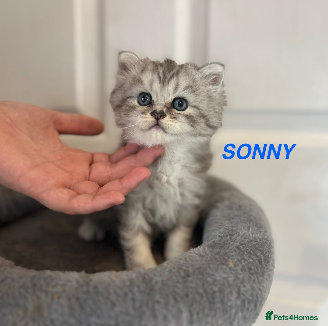 Persian cats for sale: **LAST ONE** Stunning pure Persian Kittens PKD Neg - Image 16