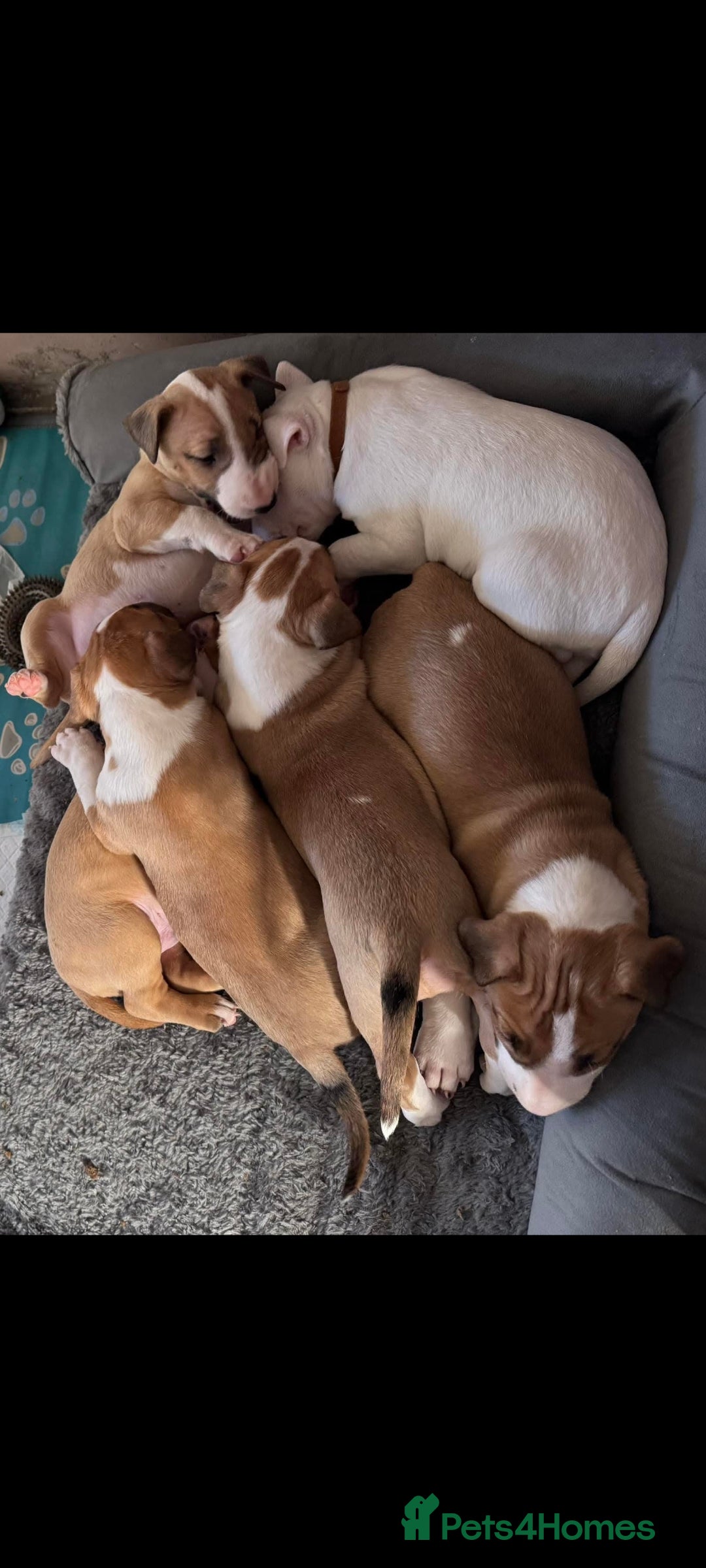 English Bull Terrier dogs for stud: Bull terrier proven stud dog  in Sheffield - Image 3
