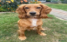 Cocker Spaniel dogs for sale: My beautiful cocker spaniel  - Image 5