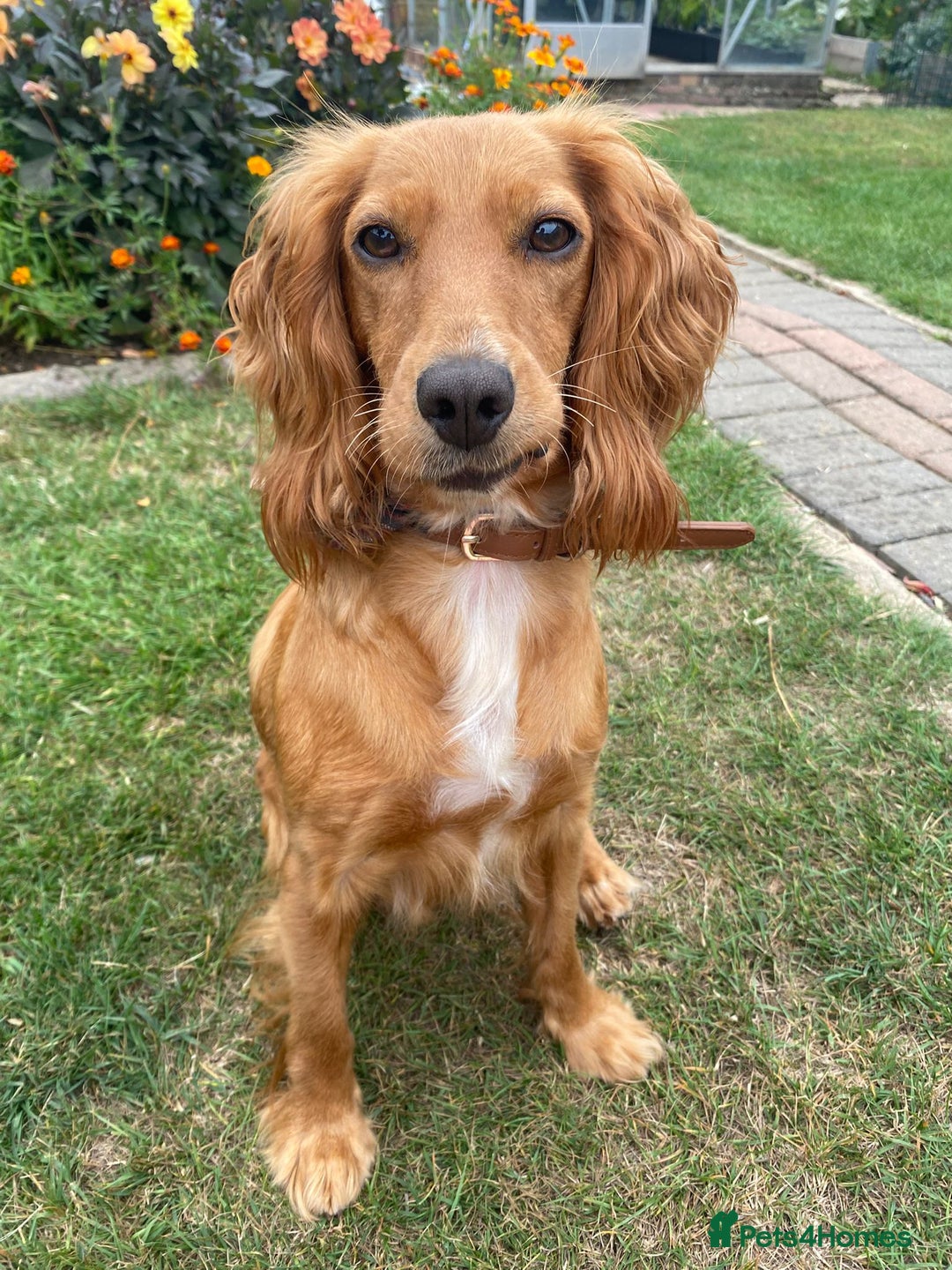 Cocker Spaniel dogs for sale: My beautiful cocker spaniel  - Image 5