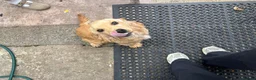 Cocker Spaniel dogs for sale: Cocker spaniel puppy - Advert 7