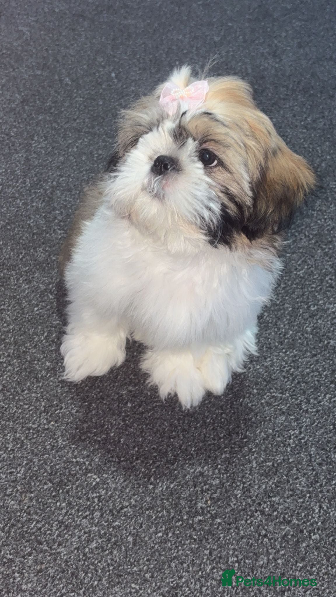 Shih Tzu dogs for sale: Shih Tzu in Nelson - Advert 4