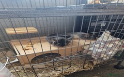 Chinchilla rodents for sale: 2 female chinchillas  - Image 2