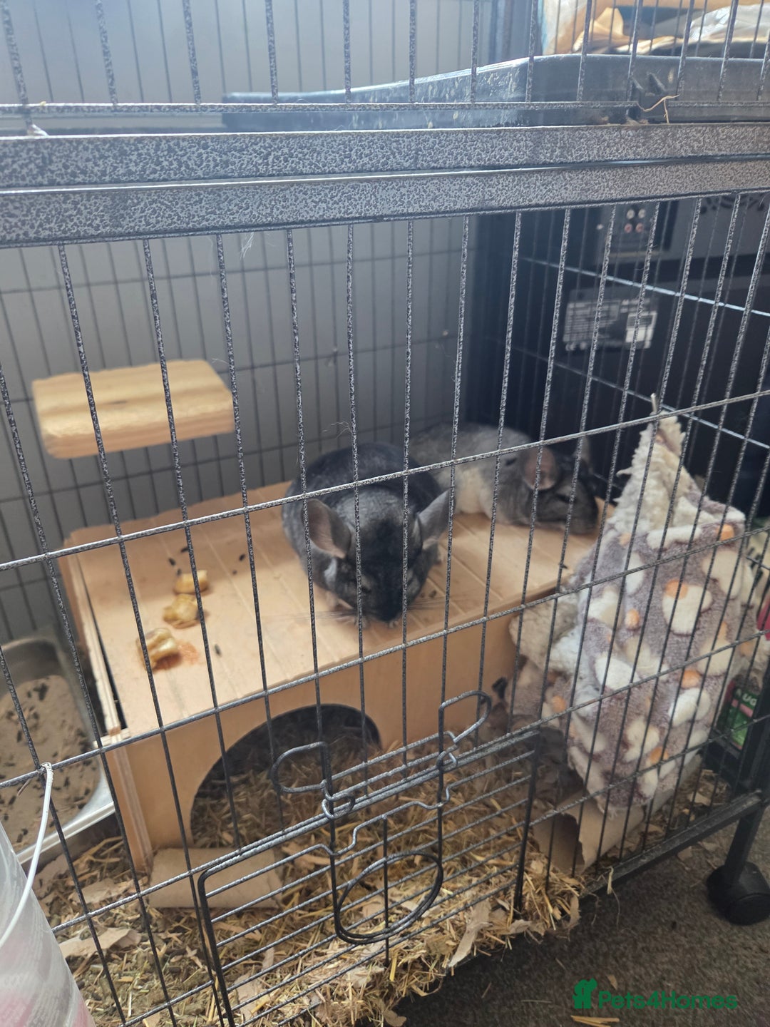 Chinchilla rodents for sale: 2 female chinchillas  - Image 2