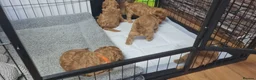 Cockapoo dogs for sale: Beautiful cockapoo puppies 1 girl and 4 boys  - Advert 3