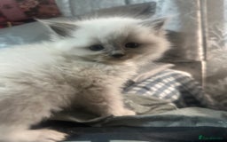 Ragdoll cats for sale: 5 beautiful fluffy blue eye ragdoll kitten  - Image 12