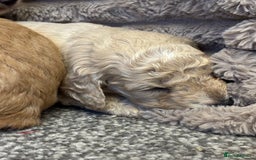 Cockapoo dogs for sale: Beautiful cockerpoo babies - Image 6