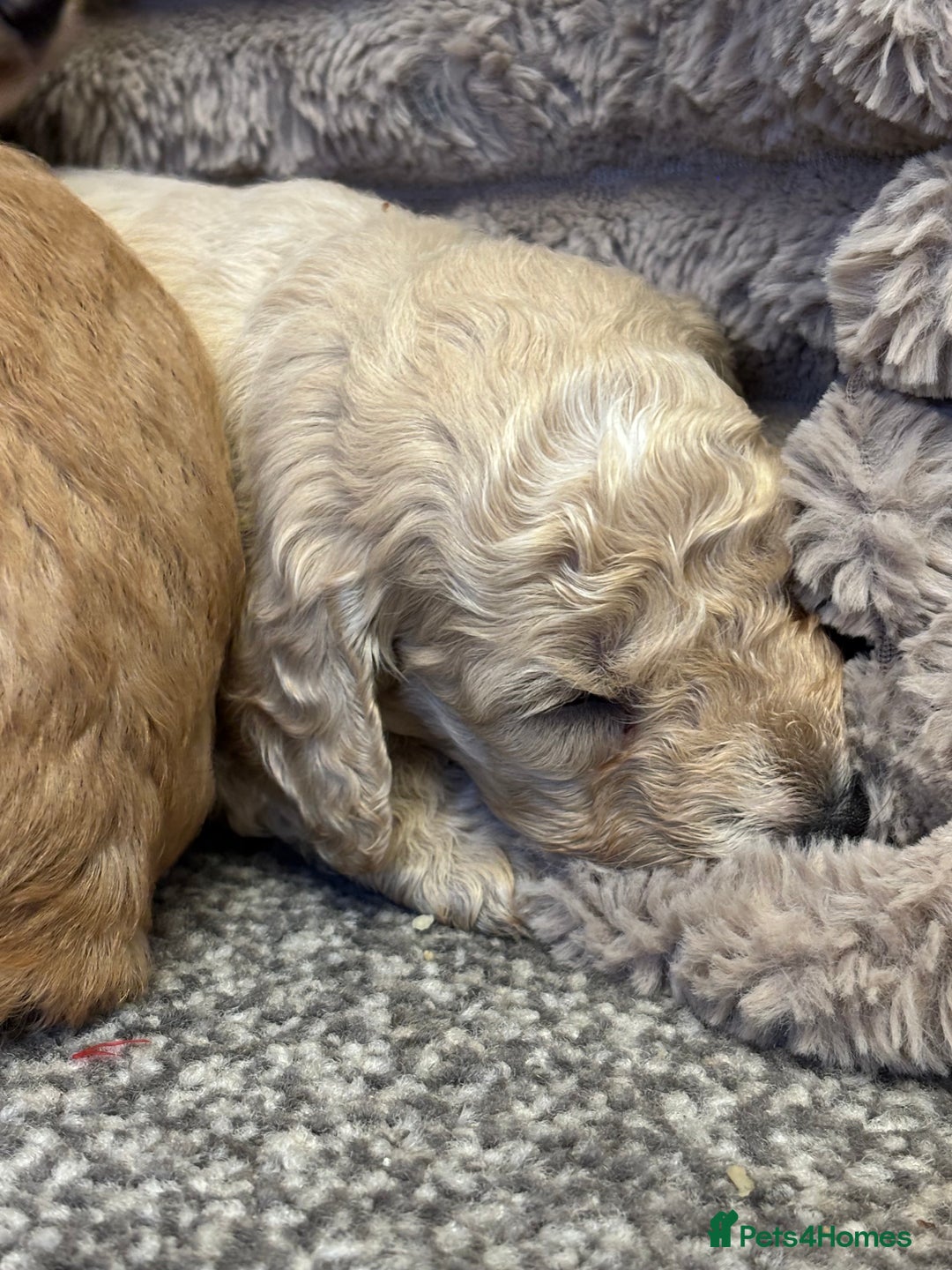 Cockapoo dogs for sale: Beautiful cockerpoo babies - Image 6