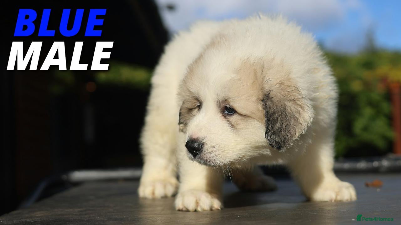Pyrenean Mountain Dog dogs Adorable Puppies, Looking For Forever Homes! - Advert 2