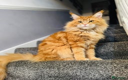 Maine Coon cats for sale: Pure breed main coon boys looking for loving home - Image 9