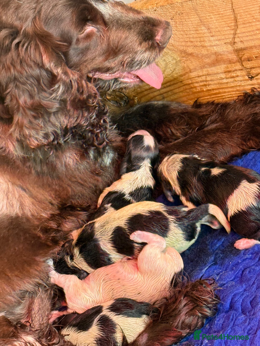 Cocker Spaniel dogs for sale: Blue Roan and Blue Roan & Tan - Image 30