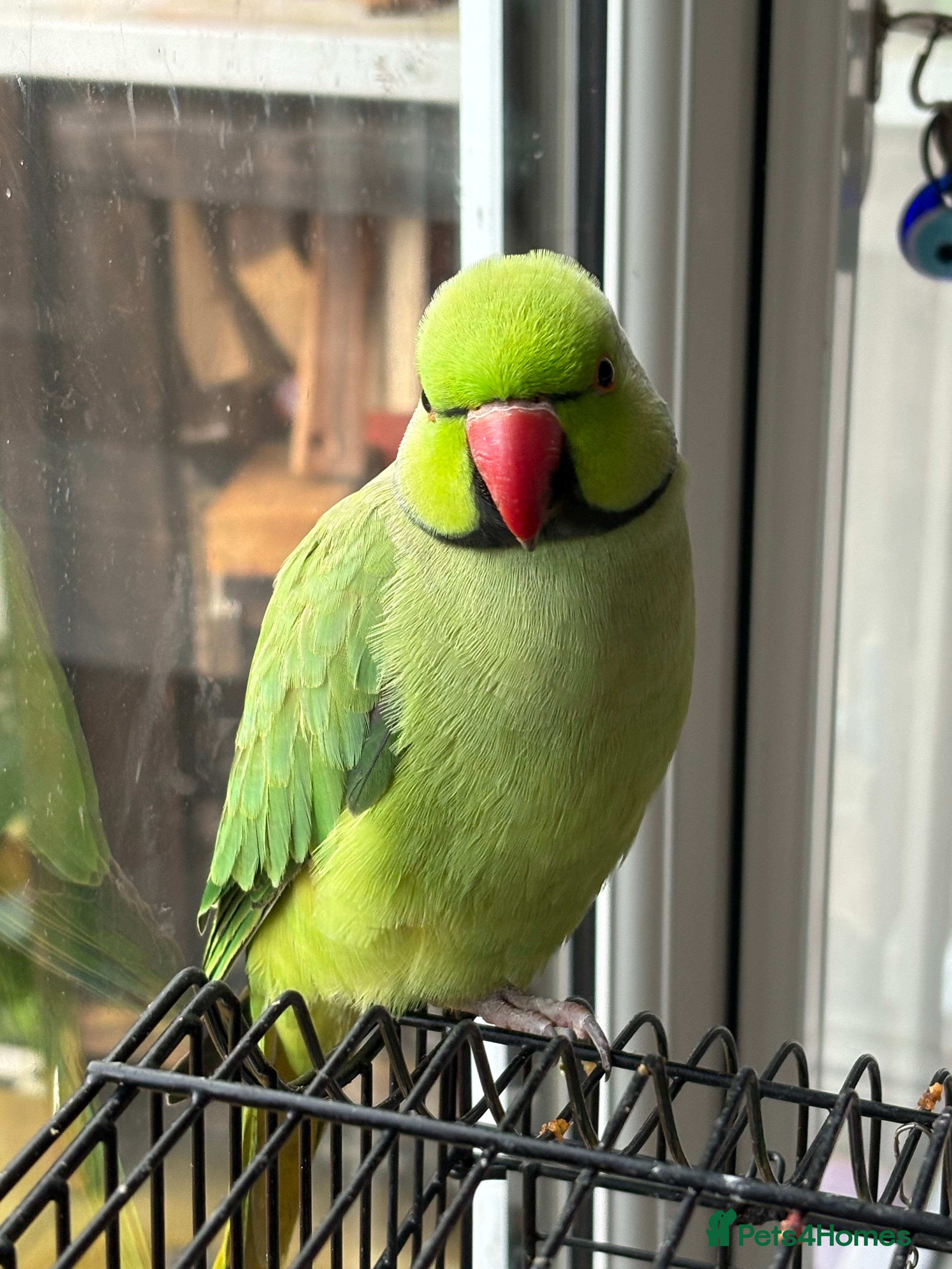 Parakeets birds Stunning green ring-necked parakeet - Advert 1