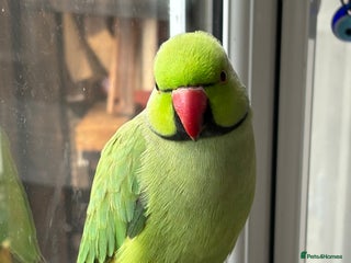 Parakeets birds Stunning green ring-necked parakeet - Advert 1