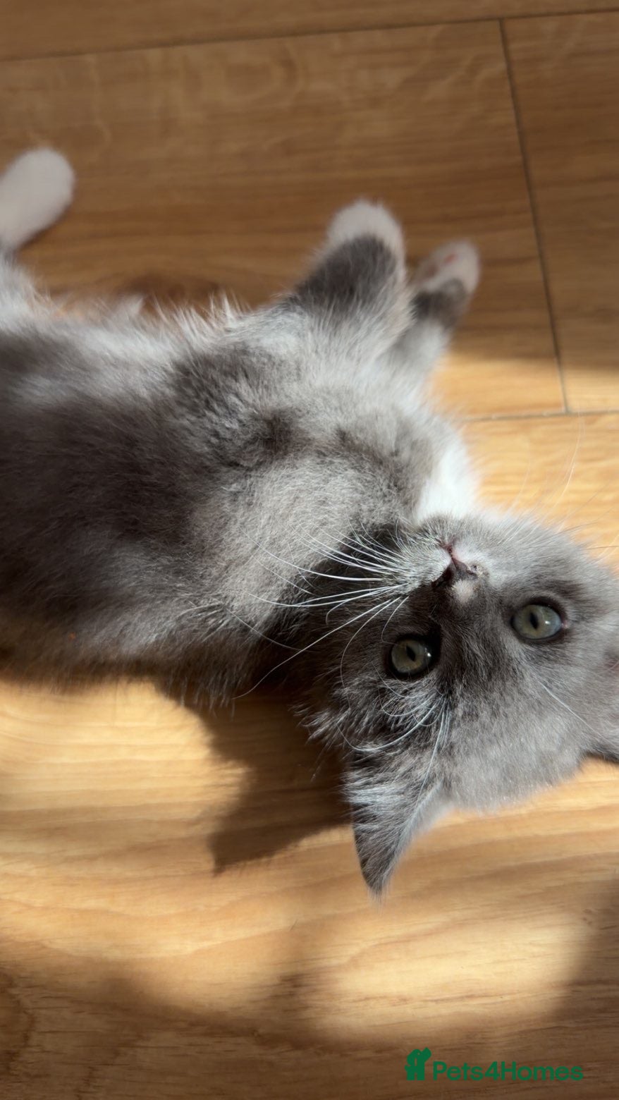 British Shorthair cats Fluffy Grey & White Mixed British Shorthair Kitten - Advert 2
