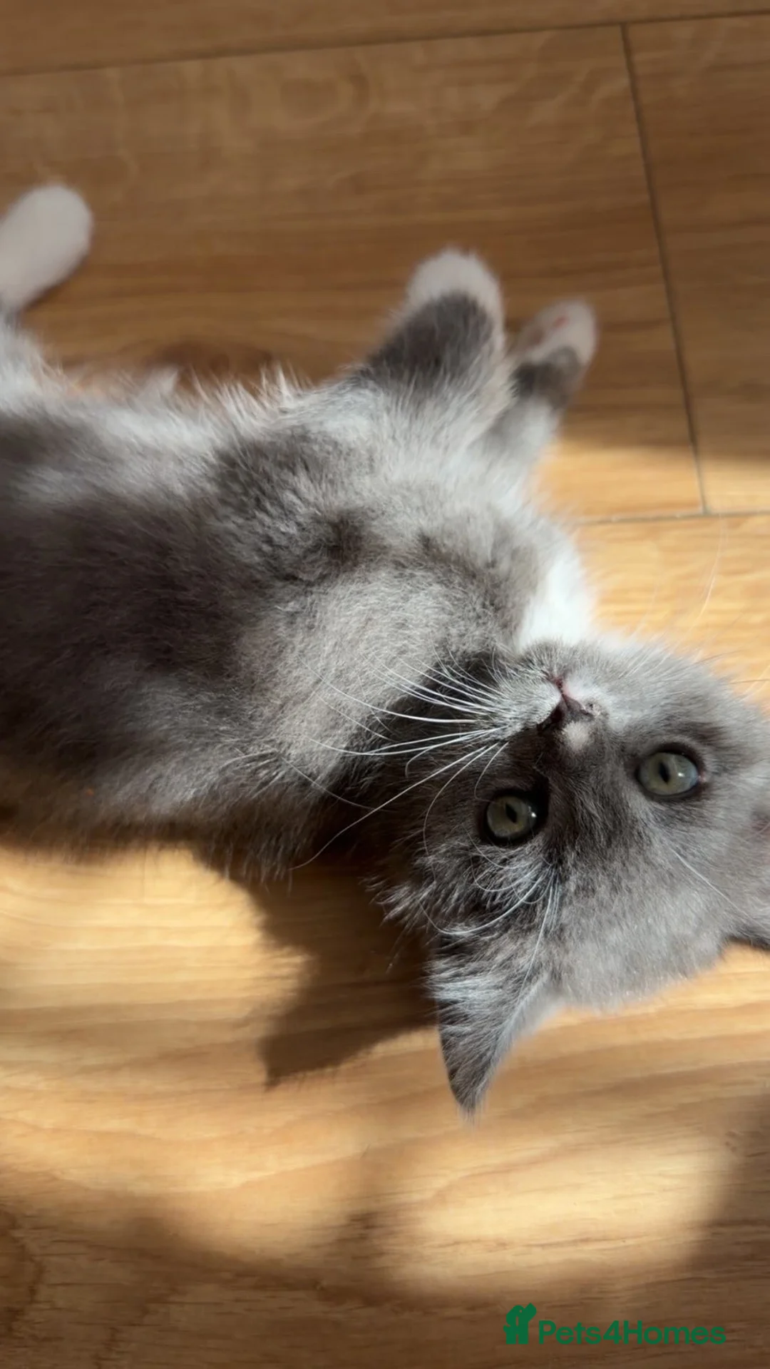 British Shorthair cats for sale: Fluffy Grey & White Mixed British Shorthair Kitten - Advert 1