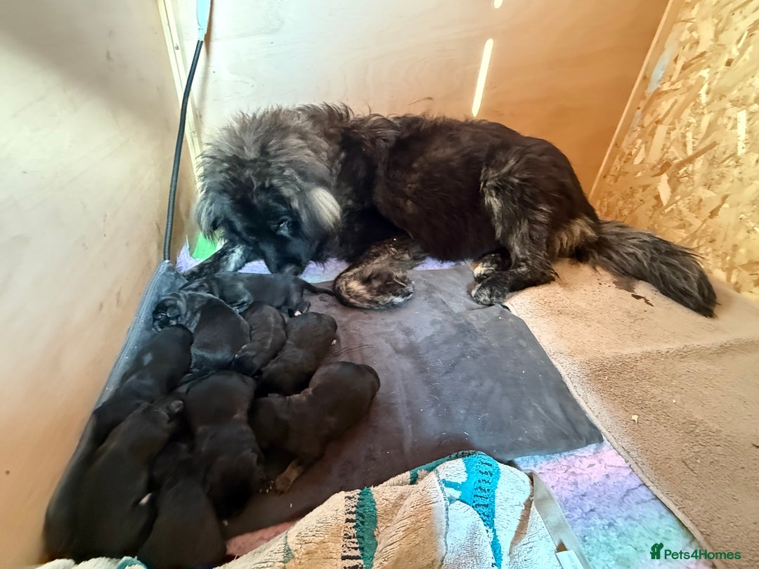Mixed Breed dogs for sale: Ultimate Family Companion Dogs  - Image 4