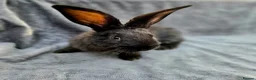 Continental Giant rabbits for sale: Baby giants  - Advert 10