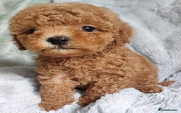 Cavapoo dogs for sale: Cavapoo puppies - Image 4