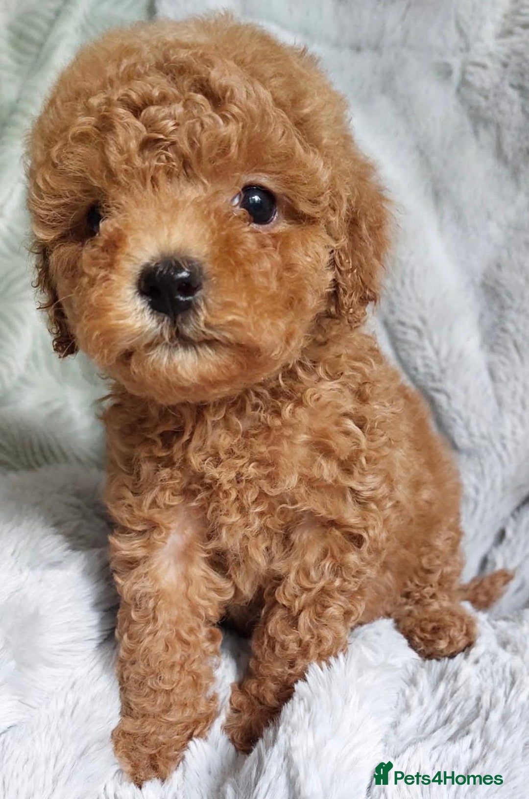 Cavapoo dogs for sale: Cavapoo puppies - Image 4