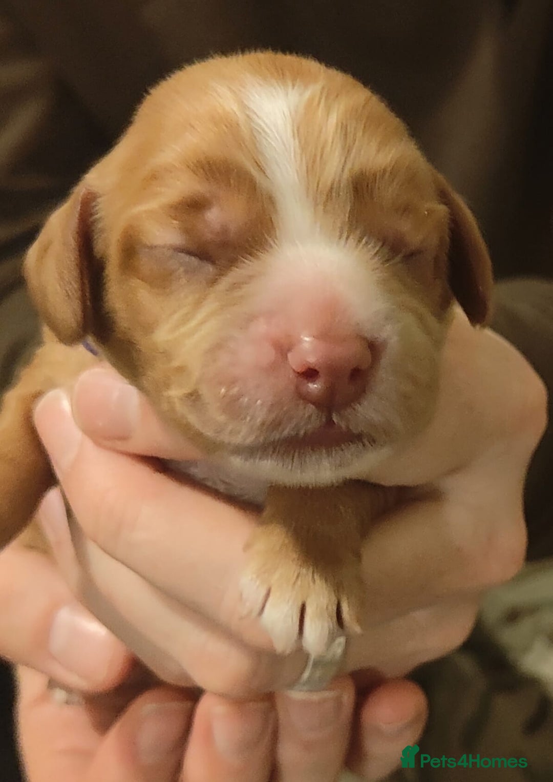 Cocker Spaniel dogs for sale: Cocker spaniel pups 4 days old - Advert 2