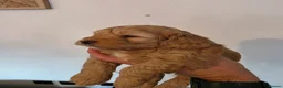 Cockapoo dogs for sale: Cockapoo puppy's from health checked parents - Advert 10
