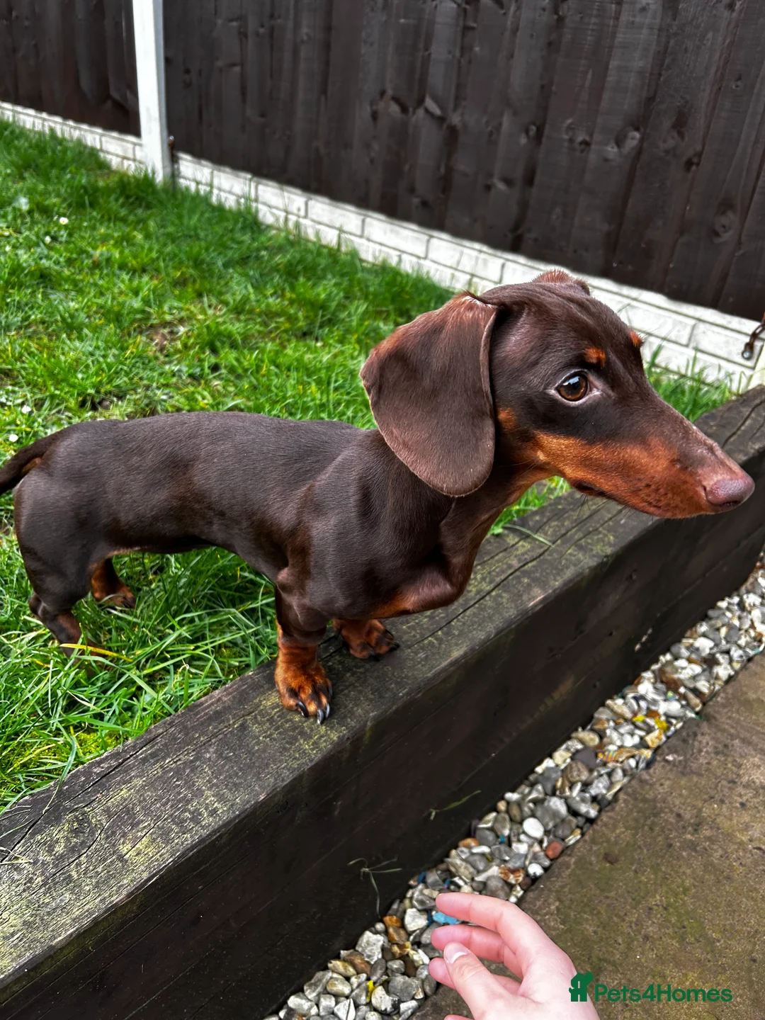 Miniature Dachshund dogs for sale: Urgent rehome - 10 month old female dachshund - Advert 6