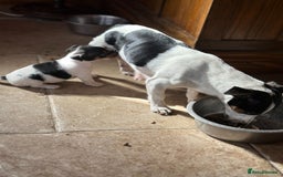 Jack Russell dogs for sale: Top Quality Jack Russell Puppies  - Image 11