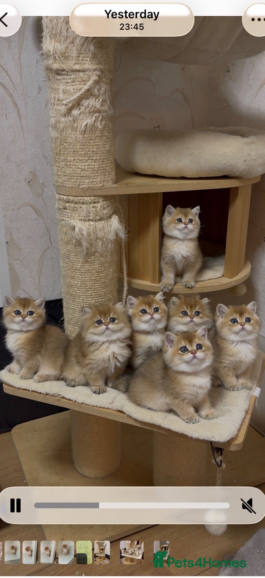 British Shorthair cats for sale: 🌟PREMIUM GOLDEN BRITISH SHORT/LONGHAIRS 🌟 - Advert 2