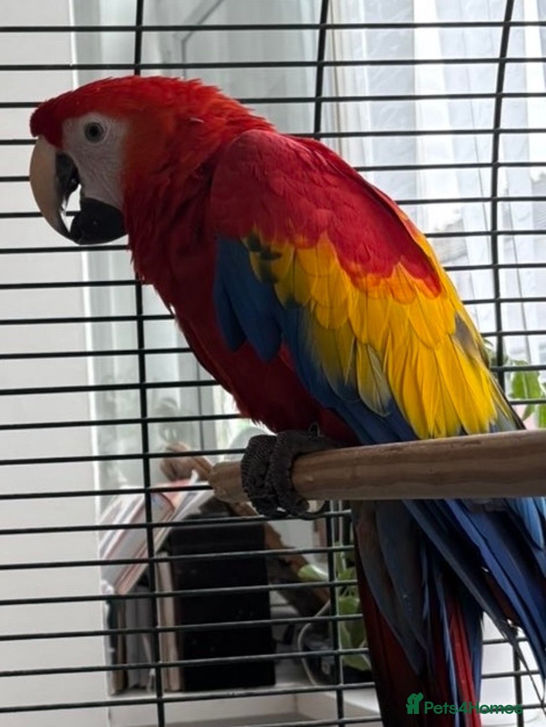 Macaws birds for sale: BABY MALE SCARLET MACAW WITH CITIES AND DNA PAPERS - Image 12